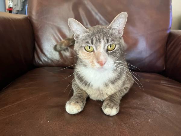 1 1/2 Grey/white female cat looking for a good home 1