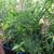 Gingers, Lilies, Bromiliads, Swiss Cheese (see list various prices) 13 thumbnail