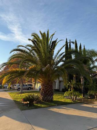 Mature, Healthy Canary Island Palm Tree 1