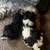 Dogs 1 thumbnail