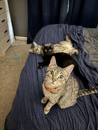 Two kittens available for adoption (Santa Rosa)63941740562179123