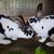 Mini Rex Rabbits 1 thumbnail