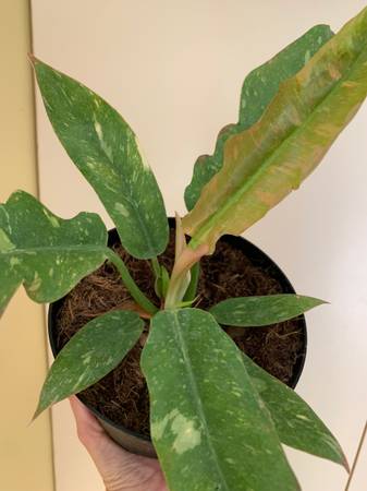 Ring of Fire Philodendron House Plant 1