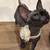 Canadian Sphynx Kitten for Sale – Blacky 5 thumbnail