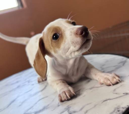 Cachorro de sabueso holandés (Pittsburg)