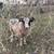 Updated: Jacob Sheep Flock/Herd - Ewes and Lambs 14 thumbnail