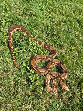 Macho Hypo jungle boa (Garfield Heights)63686622697345120
