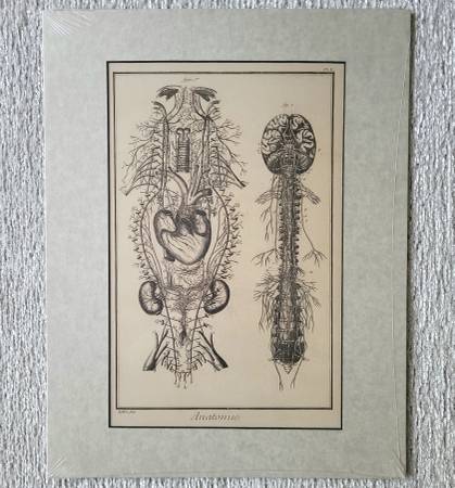 Vintage Anatomical Print 1