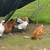 Chickens for sale 3 thumbnail