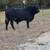 Bull for Sale 4 thumbnail