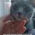 Lost gray female tabby cat 3 thumbnail