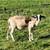 Lamb 1 thumbnail