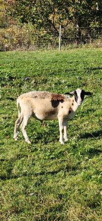Lamb 1