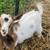 ADGA Nigerian Dwarf Goats 1 thumbnail