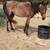 Bay roan Stud colt 1 thumbnail