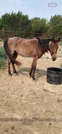Bay roan Stud colt 1