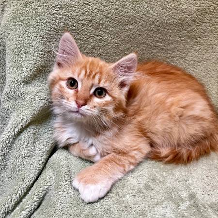 Rescued kittens - fixed and vax’d! (Centralia)63853464603779120