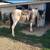 Gypsy/Quarter Cross Filly 4 thumbnail