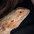 Bearded Dragon 2 thumbnail