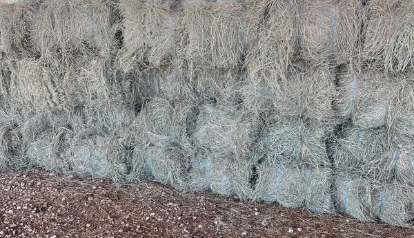 Coastal Bermuda Hay 2 string little squares 1