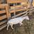 Milking goats for sale / chivas lecheras a la venta 2 thumbnail