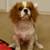 AKC POPPY Cavalier King Charles Spaniel 2 thumbnail