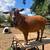 Nigerian Dwarf Doe Dairy Goat (ADGA Registered) 2 thumbnail