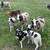 Updated: Jacob Sheep Flock/Herd - Ewes and Lambs 2 thumbnail