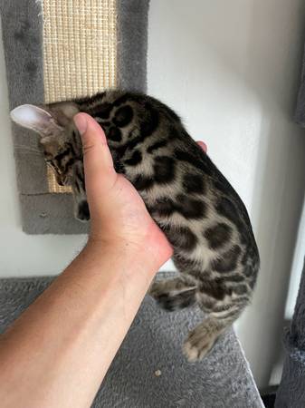 Bengal kittens (Oakland)6058657351997952022