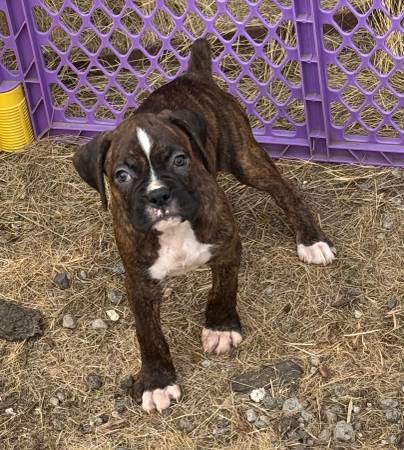 Boxer Puppy and (Yamhill)63842372956931122