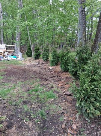 Green Giants 1