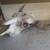 American Bison Buffalo Skull with a 23 inch wide horn spread 7 thumbnail