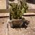 Cactus 2 thumbnail