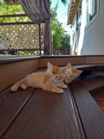 orange tabby kittens (Sacramento CA)63881395590017122