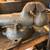 Bench Vise Wanted 2 thumbnail