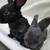 Bunnies! 10 thumbnail