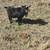 Emu Chicks, Lamb, Piglets, pigs, pullets, chicks ducklings, goslings  & rabbits 7 thumbnail