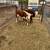 Beef calves 2 thumbnail