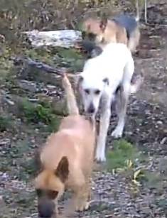 4 perros (W Lost Lake @ W Cloquallum Rd)64141789186307120