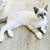 Beautiful Savannah & Point Lynx mix kittens 11 thumbnail