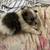 I have a two liters -one is Pomeranian parti and tri and the ot 3 thumbnail