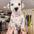 Dalmatian puppies 1 thumbnail