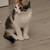 2 month old calico kitten 3 thumbnail