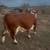 Beef master cow/1yr old calf is beefmaster with brahman 2 thumbnail