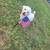 ***poodle*** 3 thumbnail