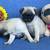 Pug pups 9 thumbnail