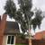 LICENSED TREE TRIMMING,TREE REMOVAL, STUMP GRINDING & MUCH MORE 13 thumbnail