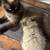 Fixed Ragdoll Female 2 thumbnail