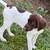 GermannShorthaired Pointer Pups 1 thumbnail