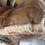 Mostly leather reclining sofa & reclining rocker 5 thumbnail